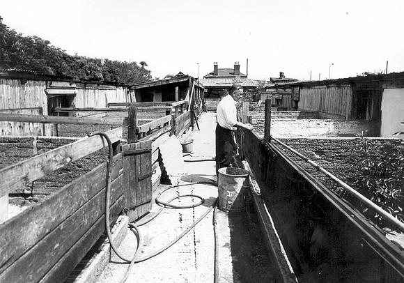 Beddall's Farm, Manor Way. July 1973.