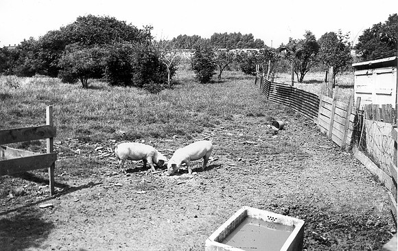 Beddall's Farm, Manor Way. July 1973.